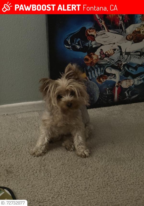 Lost Female Dog last seen sierra crest park, Fontana, CA 92336