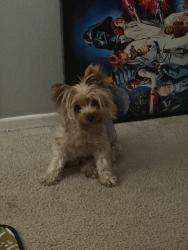 Lost Female Dog last seen sierra crest park, Fontana, CA 92336