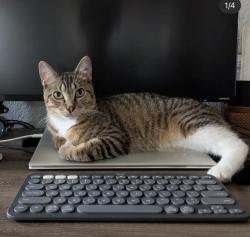 Lost Male Cat last seen Signal Hill, LB Ca, Signal Hill, CA 90755