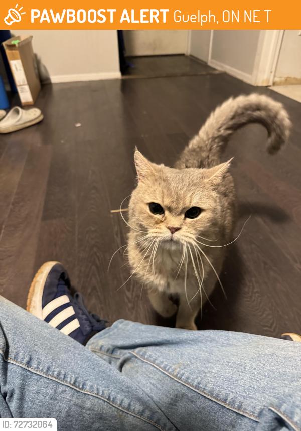 Found/Stray Unknown Cat last seen Victoria pizza, Guelph, ON N1E 6T1