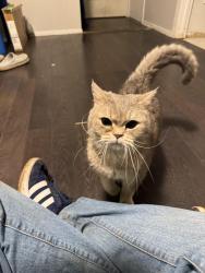Found/Stray Unknown Cat last seen Victoria pizza, Guelph, ON N1E 6T1