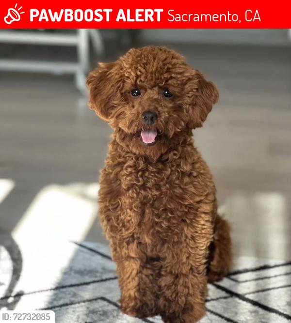 Lost Male Dog last seen Sienna Sand dr, Sacramento, CA 95829