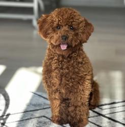Lost Male Dog last seen Sienna Sand dr, Sacramento, CA 95829