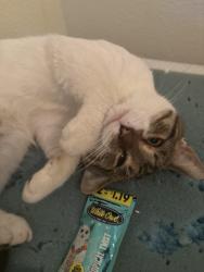 Lost Male Cat last seen Lot 173, Amelia, OH 45102