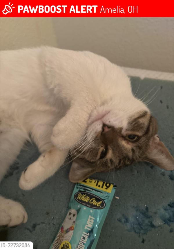 Lost Male Cat last seen Lot 173, Amelia, OH 45102