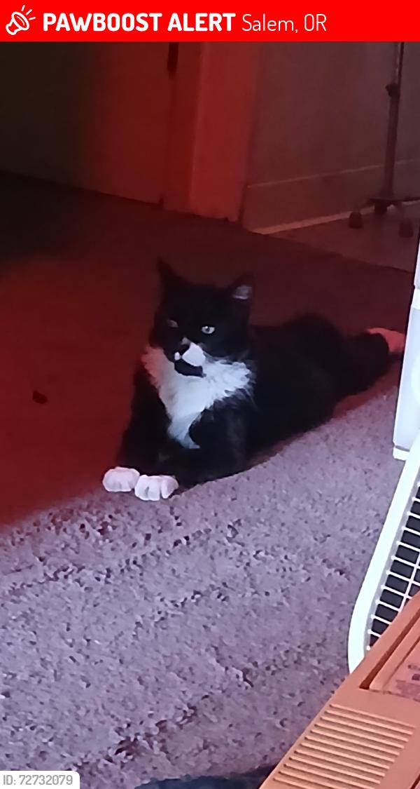 Lost Male Cat last seen Silverton road and the storage on Silverton road mega foods is close by, Salem, OR 97305