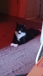 Lost Male Cat last seen Silverton road and the storage on Silverton road mega foods is close by , Salem, OR 97305