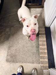 Found/Stray Female Dog last seen Va dallas, Dallas, TX 75216