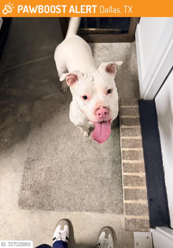Found/Stray Female Dog last seen Va dallas, Dallas, TX 75216