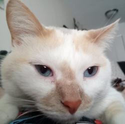 Lost Female Cat last seen Trinity Court & Three Meadows , Perrysburg, OH 43551
