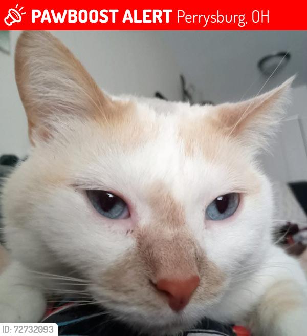 Lost Female Cat last seen Trinity Court & Three Meadows , Perrysburg, OH 43551