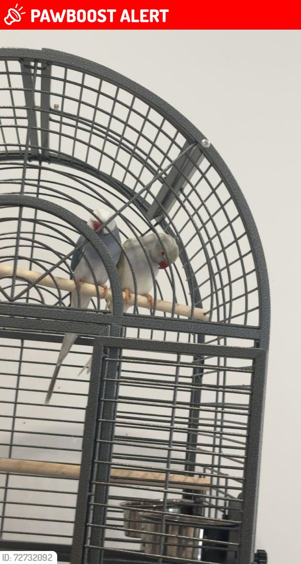 Lost Unknown Bird last seen Wild wood court bundall, Surfers Paradise, QLD 4217