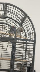 Lost Unknown Bird last seen Wild wood court bundall, Surfers Paradise, QLD 4217