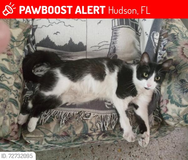 Lost Male Cat last seen Bolton ave, Hudson, FL 34667