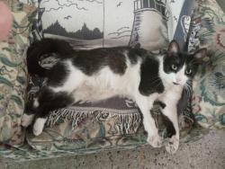 Lost Male Cat last seen Bolton ave, Hudson, FL 34667