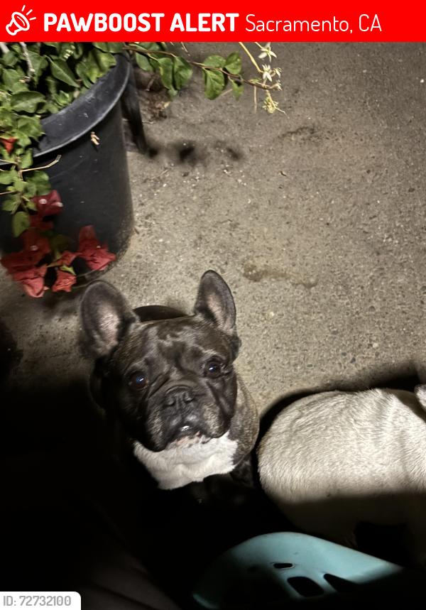 Lost Male Dog last seen fruitridge road, Sacramento, CA 95820