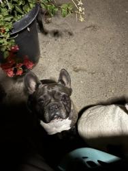 Lost Male Dog last seen fruitridge road, Sacramento, CA 95820