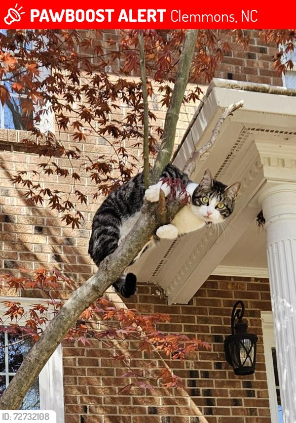 Lost Female Cat last seen August Dr. Clemmons NC , Clemmons, NC 27012