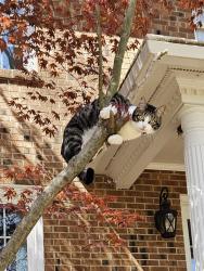 Lost Female Cat last seen August Dr. Clemmons NC , Clemmons, NC 27012
