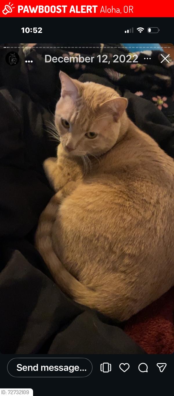 Lost Male Cat last seen Tv Hwy /Cornelius pass , Aloha, OR 97006