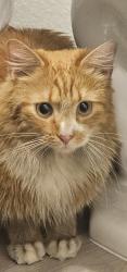 Found/Stray Unknown Cat last seen Funcity Adventure Park, Thornton, CO 80233