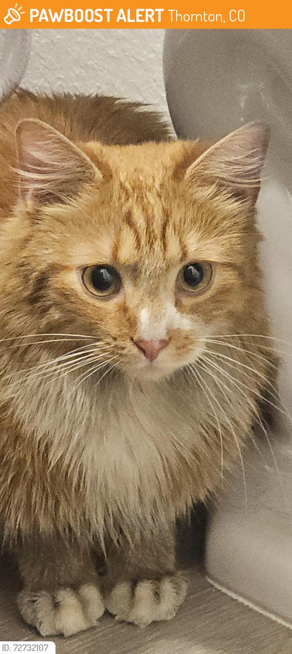Found/Stray Unknown Cat last seen Funcity Adventure Park, Thornton, CO 80233