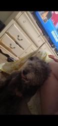 Lost Male Dog last seen South gessner and bissonet street Braerbun glen park behind the fire station, Houston, TX 77071