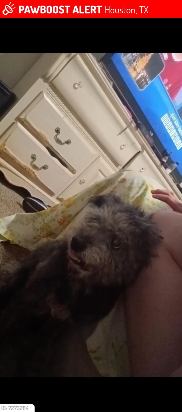 Lost Male Dog last seen South gessner and bissonet street Braerbun glen park behind the fire station, Houston, TX 77071