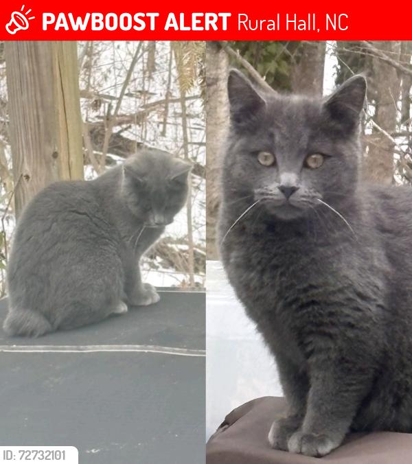 Lost Male Cat last seen Laverton Lane Rural Hall NC, Rural Hall, NC 27045