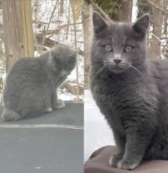 Lost Male Cat last seen Laverton Lane Rural Hall NC, Rural Hall, NC 27045