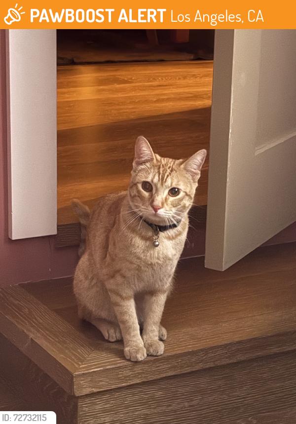 Found/Stray Unknown Cat last seen Carlyle and 33rd, Los Angeles, CA 90065