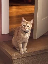 Found/Stray Unknown Cat last seen Carlyle and 33rd, Los Angeles, CA 90065