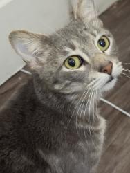 Found/Stray Unknown Cat last seen Slauson, Ladera Heights, CA 90056