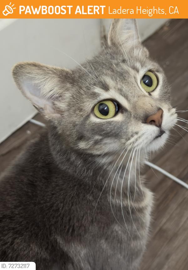 Found/Stray Unknown Cat last seen Slauson, Ladera Heights, CA 90056