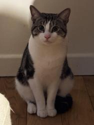 Lost Male Cat last seen Gresham Rd., Spring Grove Cres., Oaklands School, Greater London, England TW3 4BP