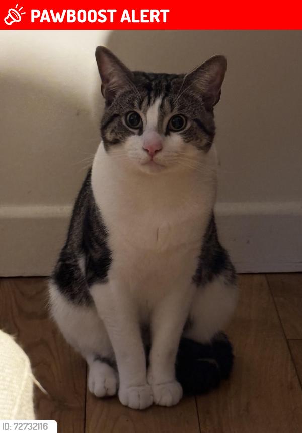 Lost Male Cat last seen Gresham Rd., Spring Grove Cres., Oaklands School, Greater London, England TW3 4BP