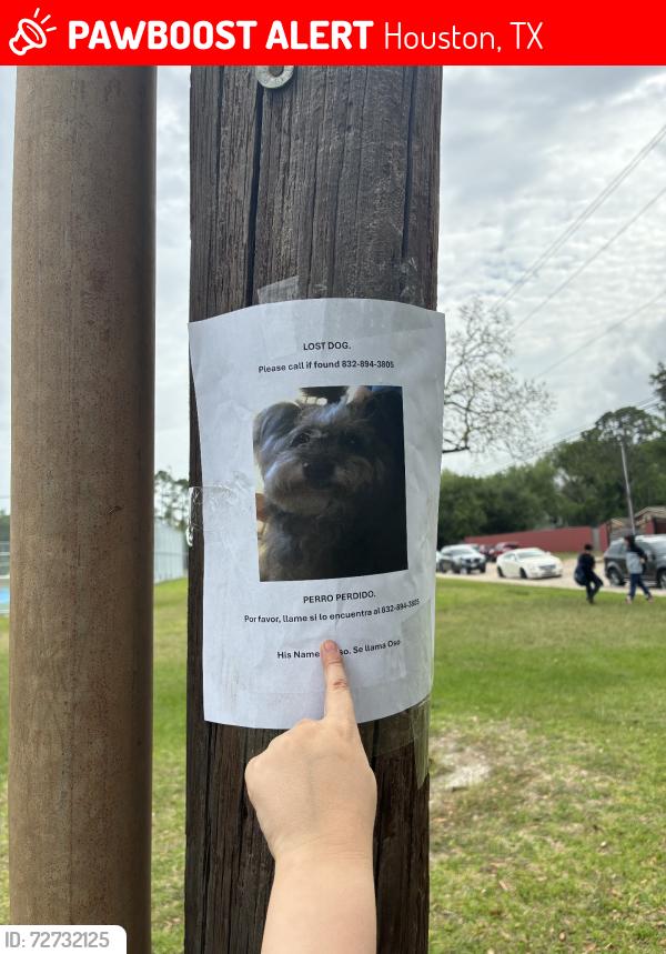 Lost Male Dog last seen Braerbun glen park, Houston, TX 77074