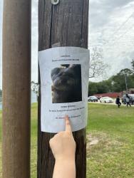 Lost Male Dog last seen Braerbun glen park, Houston, TX 77074