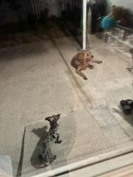 Found/Stray Male Dog last seen Near great hawk lane, Houston, TX 77075