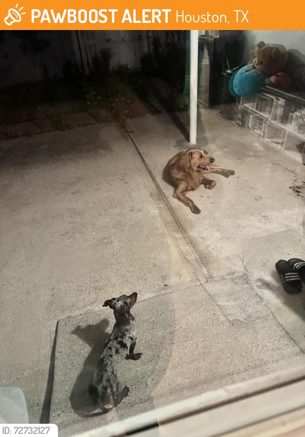 Found/Stray Male Dog last seen Near great hawk lane, Houston, TX 77075