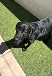 Lost Male Dog last seen Somerset and Downey , Paramount, CA 90723