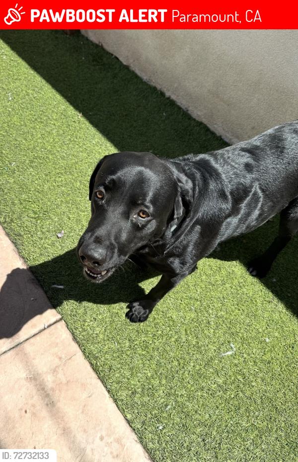 Lost Male Dog last seen Somerset and Downey , Paramount, CA 90723