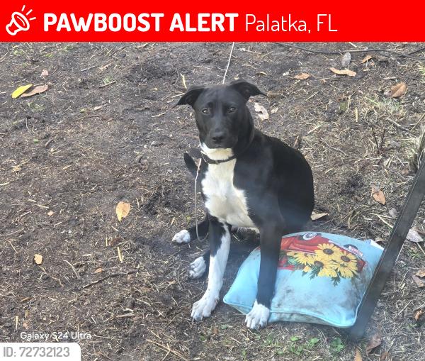 Lost Female Dog last seen West camelot in palatka fl also looks like she is walking down or out from a driveway thats concrete, Palatka, FL 32177