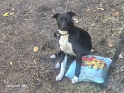 Lost Female Dog last seen West camelot in palatka fl also looks like she is walking down or out from a driveway thats concrete, Palatka, FL 32177