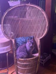 Lost Male Cat last seen Beals & vernor , Detroit, MI 48214