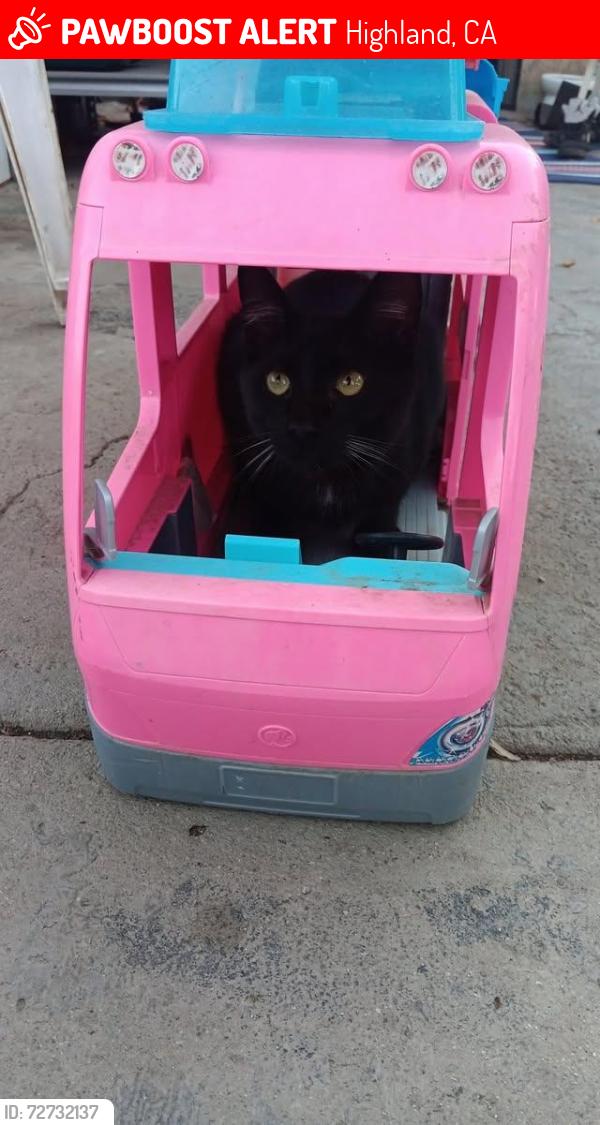 Lost Male Cat last seen Cunningham , Highland, CA 92346