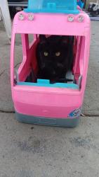 Lost Male Cat last seen Cunningham , Highland, CA 92346