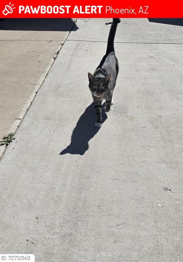 Lost Male Cat last seen 15th Ave and Rosegarden, Phoenix, AZ 85027
