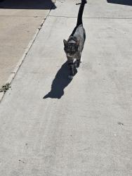 Lost Male Cat last seen 15th Ave and Rosegarden, Phoenix, AZ 85027