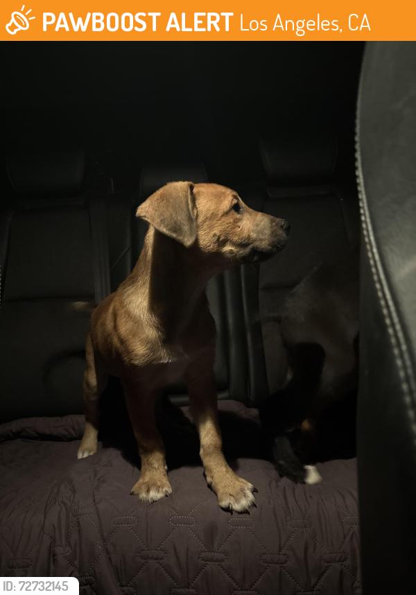 Found/Stray Male Dog last seen El dorado elementary , Los Angeles, CA 91342